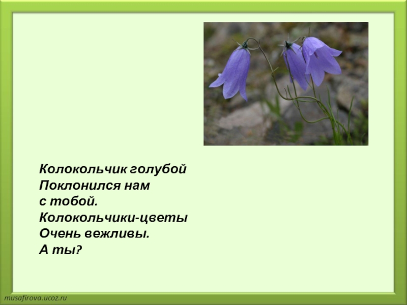 «колокольчики мои цветики степные…» алексей толстой: читать текст, анализ стихотворения