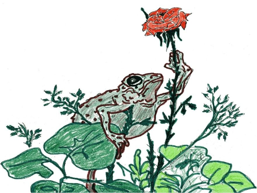 О жабе и розе сказка владимира сутеева читать онлайн текст