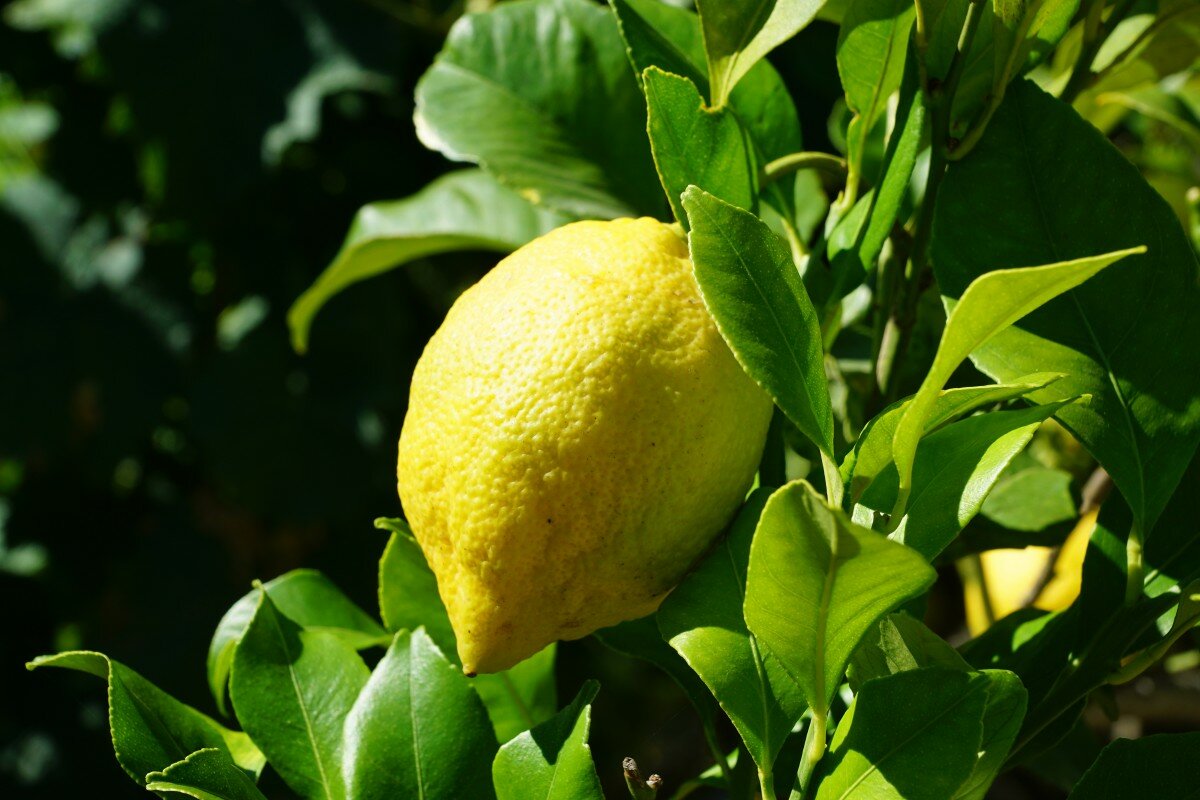 Книга лимон читать онлайн