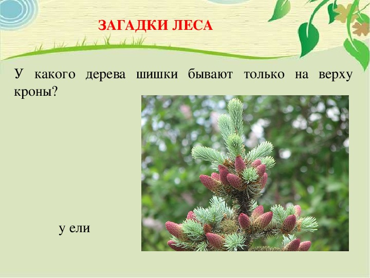 Загадки про лесные деревья, грибы, ягоды с ответами для школьников