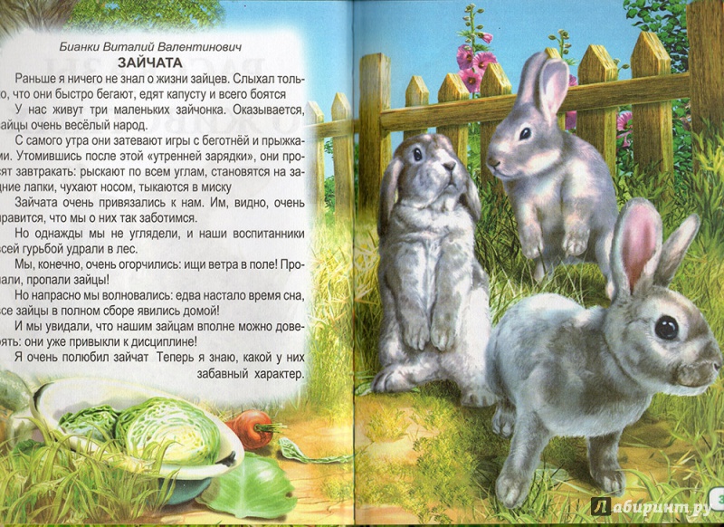 Текст про зайца 2 класс. Рассказы о животных. Рассказ про зверей. Маленький рассказ о животных. Рассказ зайчик.